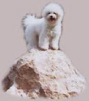 Chic Blanc zZJ